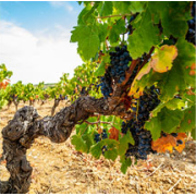 Gamme Couleur Les Vignerons d'Alignan du Vent - Neffiès
